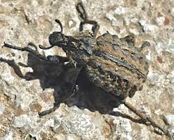 Image result for Brachycerus undatus