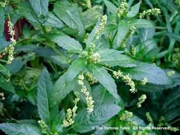 Attēlu rezultāti vaicājumam “Mercurialis perennis fruit”