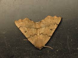 Attēlu rezultāti vaicājumam “Odontopera bidentata”