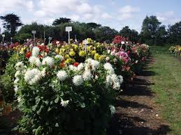 Image result for Ludgvan Cc