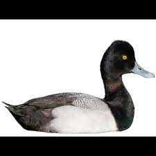 Image result for Aythya affinis