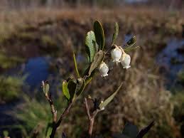 Attēlu rezultāti vaicājumam “Chamaedaphne calyculata fruit”