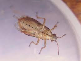 Attēlu rezultāti vaicājumam “Rhopalus maculatus imago”