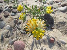 Attēlu rezultāti vaicājumam “Anthyllis maritima”