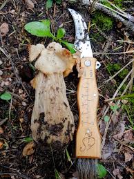 Attēlu rezultāti vaicājumam “Helvella crispa”