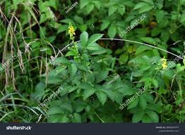 Attēlu rezultāti vaicājumam “Agrimonia pilosa flower”