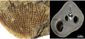 Attēlu rezultāti vaicājumam “Bryozoa”