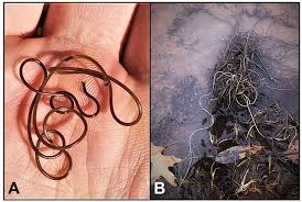 Attēlu rezultāti vaicājumam “Nematomorpha”