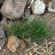 Attēlu rezultāti vaicājumam “Juncus bulbosus”