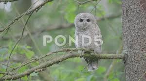 Attēlu rezultāti vaicājumam “Strix aluco juvenile”