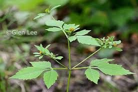 Attēlu rezultāti vaicājumam “Bidens frondosa leaf”