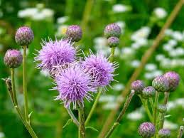 Attēlu rezultāti vaicājumam “Cirsium arvense leaf”