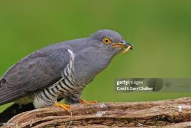 Attēlu rezultāti vaicājumam “Cuculus canorus”