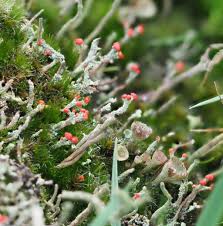 Attēlu rezultāti vaicājumam “Cladonia floerkeana”