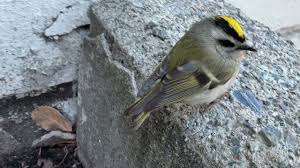 Attēlu rezultāti vaicājumam “Regulus regulus adult”