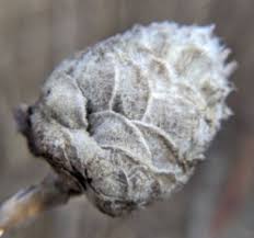 Attēlu rezultāti vaicājumam “Rhabdophaga rosaria”