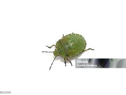 Attēlu rezultāti vaicājumam “Palomena prasina nymph”