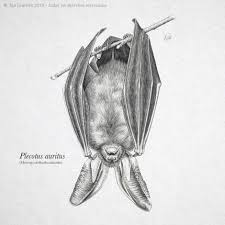 Attēlu rezultāti vaicājumam “Plecotus auritus”