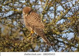 Attēlu rezultāti vaicājumam “Falco tinnunculus adult”