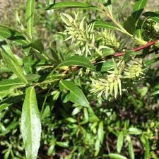 Attēlu rezultāti vaicājumam “Salix triandra fruit”