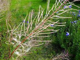Attēlu rezultāti vaicājumam “Epilobium angustifolium fruit”