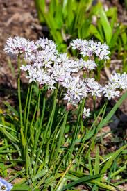 Attēlu rezultāti vaicājumam “Allium holandicum bud”