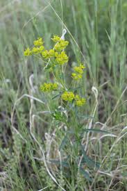 Attēlu rezultāti vaicājumam “Euphorbia virgata”