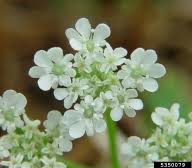 Attēlu rezultāti vaicājumam “Torilis japonica leaf”
