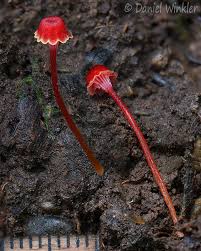 Attēlu rezultāti vaicājumam “Hygrocybe cantharellus”