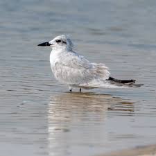 Image result for Gelochelidon nilotica