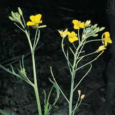 Image result for Diplotaxis tenuifolia