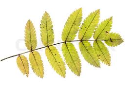 Attēlu rezultāti vaicājumam “Sorbus aucuparia leaf”
