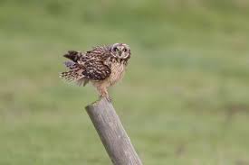 Attēlu rezultāti vaicājumam “Asio flammeus adult”