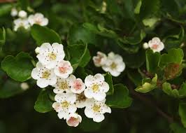 Attēlu rezultāti vaicājumam “Crataegus laevigata flower”