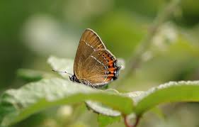 Attēlu rezultāti vaicājumam “Satyrium pruni”