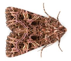 Attēlu rezultāti vaicājumam “Hadena rivularis”