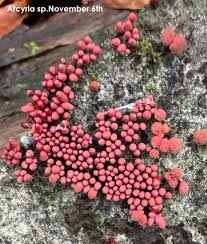 Attēlu rezultāti vaicājumam “Diderma montanum var. album spores”