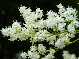 Attēlu rezultāti vaicājumam “Syringa reticulata subsp. amurensis flower”
