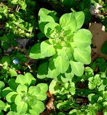 Attēlu rezultāti vaicājumam “Euphorbia helioscopia leaf”