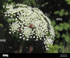 Attēlu rezultāti vaicājumam “Libanotis montana leaf”