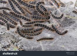 Attēlu rezultāti vaicājumam “Eriogaster lanestris larva”