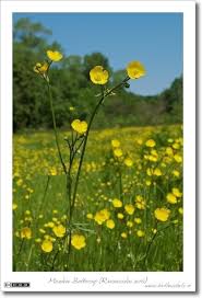 Attēlu rezultāti vaicājumam “Ranunculus acris flower”