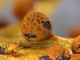 Attēlu rezultāti vaicājumam “Physarum rubiginosum macro”