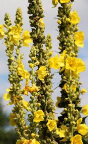 Image result for Verbascum phlomoides