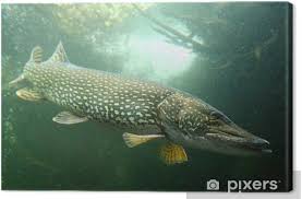 Attēlu rezultāti vaicājumam “Esox lucius”