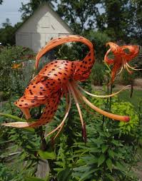 Attēlu rezultāti vaicājumam “Lilium lancifolium”