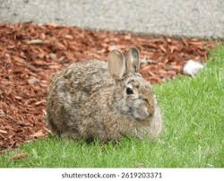 Attēlu rezultāti vaicājumam “Leporida”