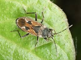 Image result for Rhyparochromus