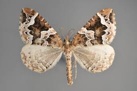 Attēlu rezultāti vaicājumam “Colostygia pectinataria female”