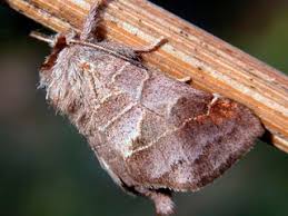 Attēlu rezultāti vaicājumam “Clostera pigra”